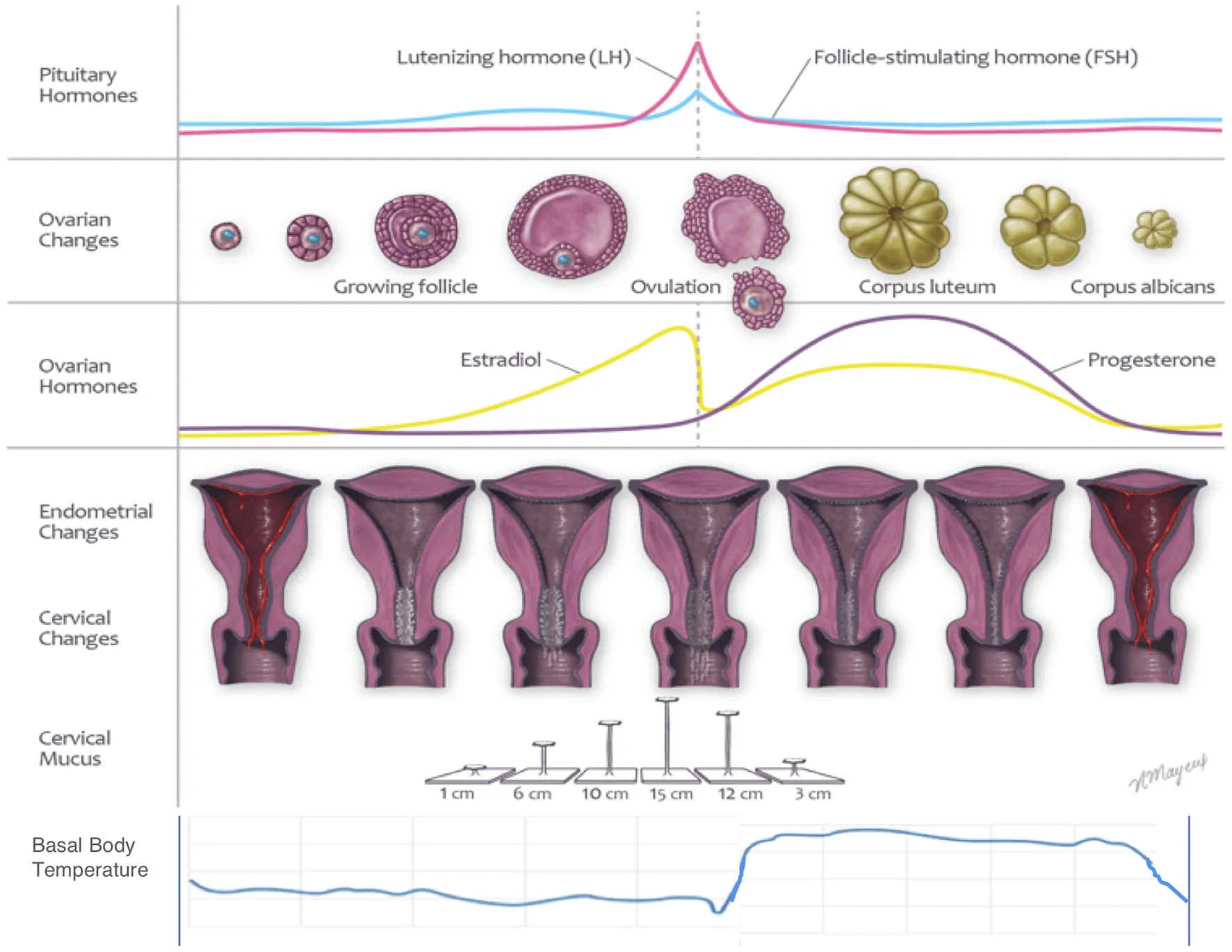 Figure 1: Physiologic changes of the female cycle